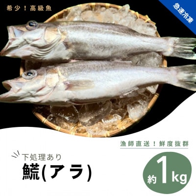 高級魚　アラ約1kg(水揚げ時)　下処理済み急速冷凍で産地直送