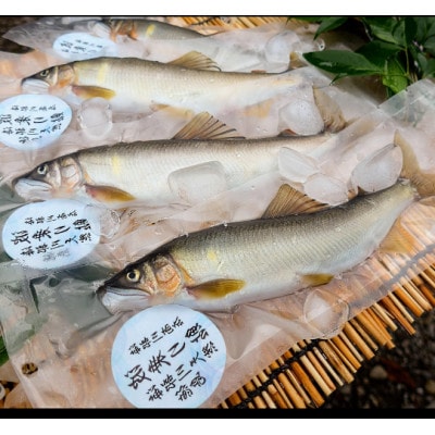 徳島県海部川産　天然鮎 中サイズ　600g(8～12尾)