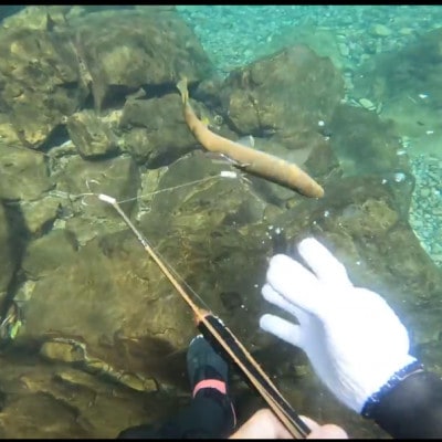 徳島県海部川産　天然鮎 中サイズ　600g(8～12尾)