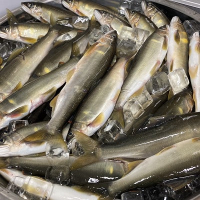 徳島県海部川産　天然鮎 中サイズ　600g(8～12尾)