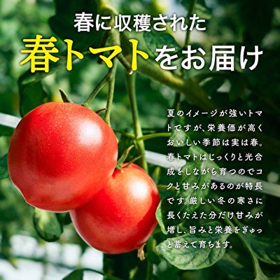 トマト 4kg トマトの一番星 野菜 とまと 完熟 高糖度 冷蔵配送[No5698-0605]