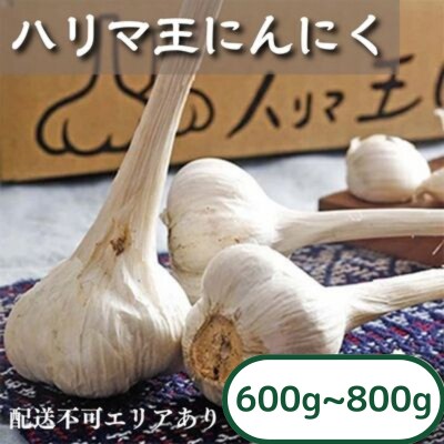 にんにく ハリマ王 600～800g 2026年度産 兵庫県産 野菜  [No5698-0061]