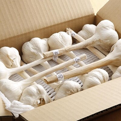 にんにく ハリマ王 600～800g 2026年度産 兵庫県産 野菜  [No5698-0061]