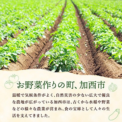 季節の野菜 セット 詰め合わせ 10品程度 野菜 野菜セット 旬の野菜[No5698-0390]