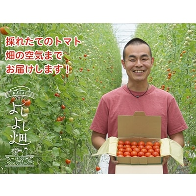 トマト 中玉 800g～1kg よしよし畑のあま～いトマト とまと 季節 [No5698-0717]