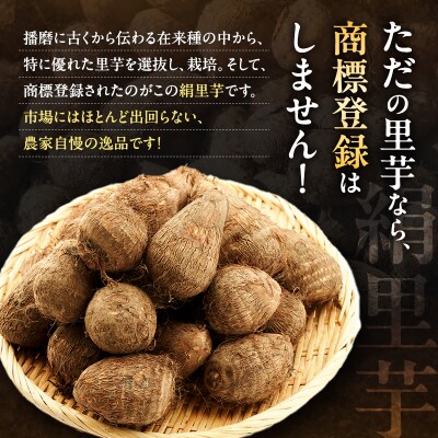 里芋 2025年産 絹里芋 おでん 煮物 おせち 無農薬 野菜類 [No5698-0008]