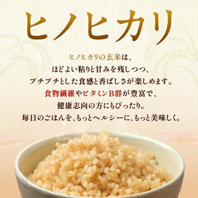 米 【令和7年産】神大のおこめ(特別栽培米ヒノヒカリ)玄米30kg お米[No5698-0847]