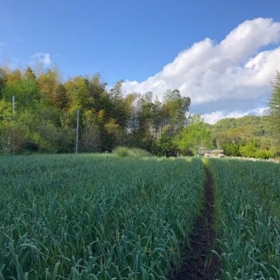 熟成KUROはりま王にんにく 31粒入り[No5698-0853]