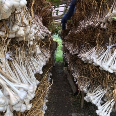 熟成KUROはりま王にんにく 31粒入り[No5698-0853]