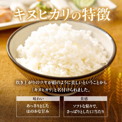 米 令和7年産 減農薬栽培米 キヌヒカリ 白米 10kg(5kg×2)[No5698-0614]