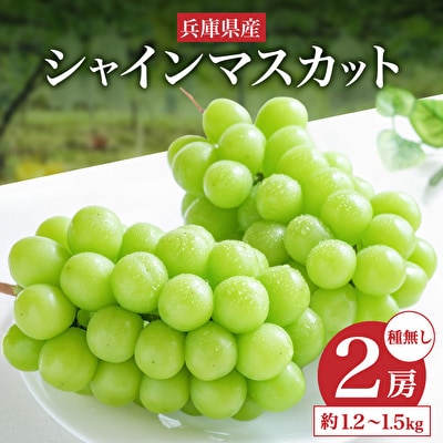 【令和7年産】シャインマスカット 2房 セット 約1.2～1.5kg  [No5698-0951]