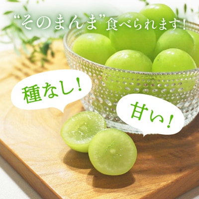【令和7年産】シャインマスカット 2房 セット 約1.2～1.5kg  [No5698-0951]