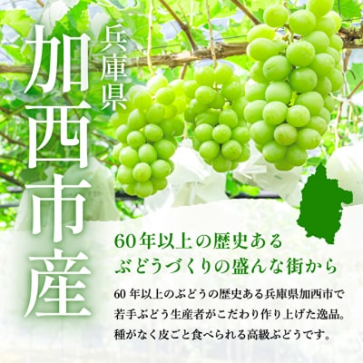 【令和7年産】シャインマスカット 2房 セット 約1.2～1.5kg  [No5698-0951]