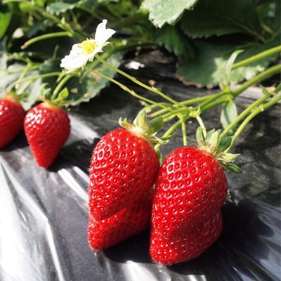 2026年産 加西いちご 数量限定 送料無料[No5698-0372]