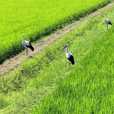 令和6年産 播州加西産 お米 食べ比べ 3種 福袋 2kg×3(計6kg)[No5698-0963]