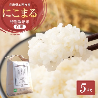 【令和6年産新米予約受付】 特別栽培米 にこまる 白米5kg 東京米スター[No5698-0879]
