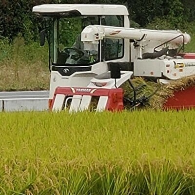 あま酒 酒米 山田錦を麹にした甘酒 7袋入[No5698-0996]