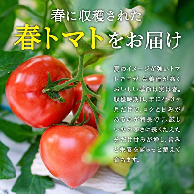 加西市産 ほんたま農園の大玉トマト 4kg(2kg×2箱)[No5698-0994]