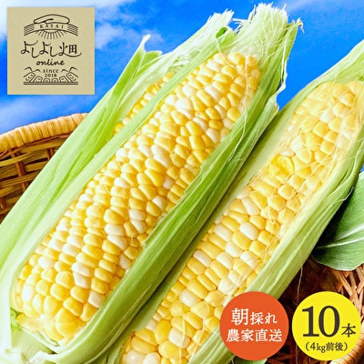 とうもろこし 朝どり 10本 4kg 前後 2025年 兵庫県産 よしよ [No5698-1034]