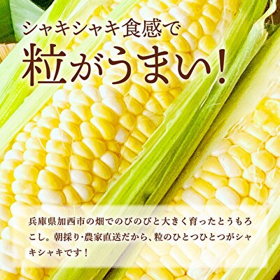 とうもろこし 朝どれ 5本 約2kg 旬の野菜 農家直送 よしよし畑[No5698-1035]