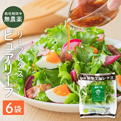 レタス ピュアリーフ 6個入り リーフレタス 栽培期間中 無農薬 新鮮 [No5698-1197]