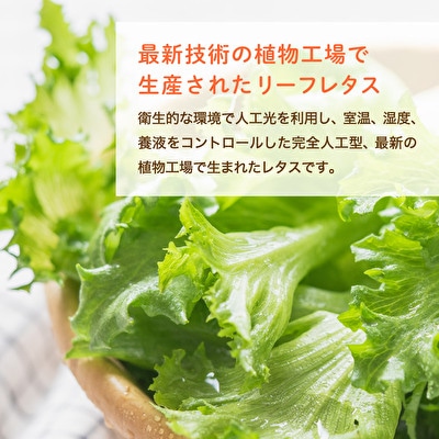 最新植物工場 レタス ピュアリーフ 6個入[No5698-1197]