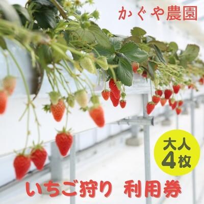 かぐや農園 いちご狩り 利用券 大人4枚[No5698-1196]