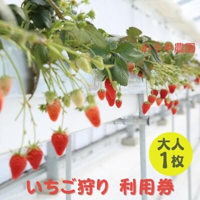 かぐや農園 いちご狩り 利用券 大人1枚 体験 チケット[No5698-1235]