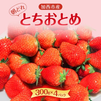 朝どれ いちご 300g 4パック L～3Lサイズ 加西いちご [No5698-1258]