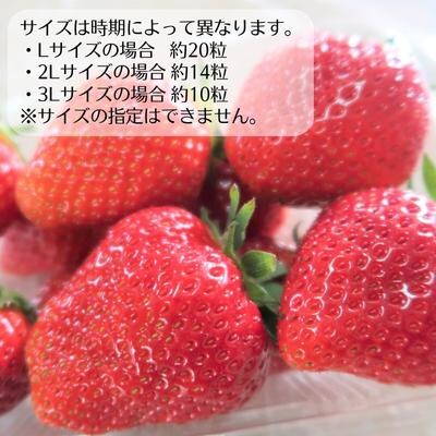 朝どれ いちご 300g 4パック L～3Lサイズ 加西いちご [No5698-1258]