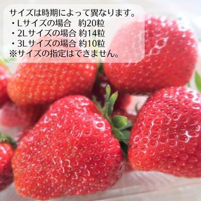 朝どれ いちご 300g 4パック L～3Lサイズ [No5698-1258]
