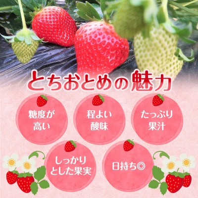 朝どれ いちご 300g 4パック L～3Lサイズ 加西いちご [No5698-1258]