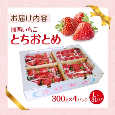 朝どれ いちご 300g 4パック L～3Lサイズ 加西いちご [No5698-1258]