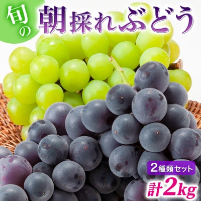 【令和7年産】ぶどう 2種類 セット 品種おまかせ 2kg 3～4房入 [No5698-1271]