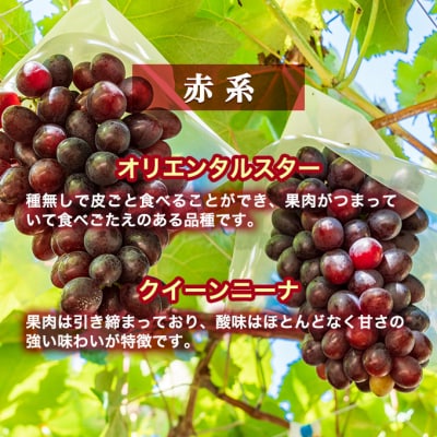 【令和7年産】ぶどう 2種類 セット 品種おまかせ 2kg 3～4房入 [No5698-1271]