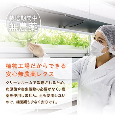 レタス ピュアリーフ 4個入り リーフレタス 栽培期間中 無農薬 新鮮 [No5698-1308]