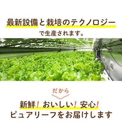 レタス ピュアリーフ 4個入り リーフレタス 栽培期間中 無農薬 新鮮 [No5698-1308]