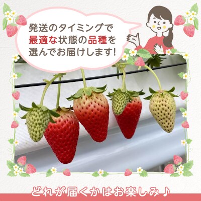 いちご　4パック 兵庫県 加西市 [No5698-1379]