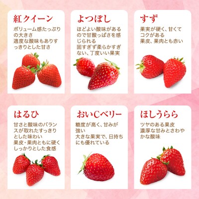 【厳選大粒いちご】 24粒 あきひめ やよい姫 あまクイーン 紅クイーン[No5698-1466]