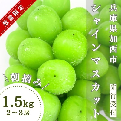 《先行受付 / 令和6年産》【数量限定】シャインマスカット 計1.5kg[No5698-1464]