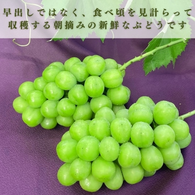 《先行受付 / 令和6年産》【数量限定】シャインマスカット 計1.5kg[No5698-1464]