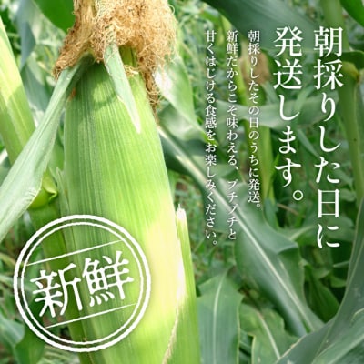 朝どり とうもろこし 20本 8kg 前後 2027年産 よしよし畑[No5698-1588]