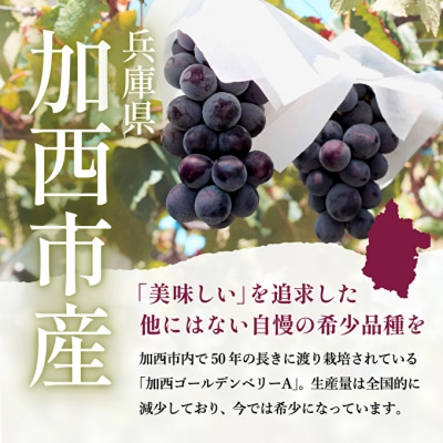ゴールデンベリーA 約2kg 3～5房 【2025年産 受付】 ぶどう[No5698-1636]