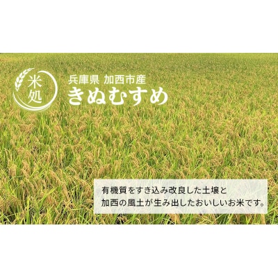 お米 令和7年産 きぬむすめ 白米 6kg(3kg×2袋)[No5698-1818]
