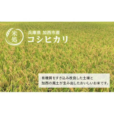 【令和6年産新米】 米 定期便12ヶ月 令和6年産 コシヒカリ 6kg  [No5698-1807]