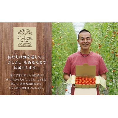 よしよし畑のあま～い トマト (中玉トマト) 1.8kg ～ 2kg 程度[No5698-1622]