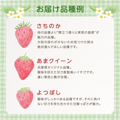 いちご 2パック 兵庫県 加西市 [No5698-2211]