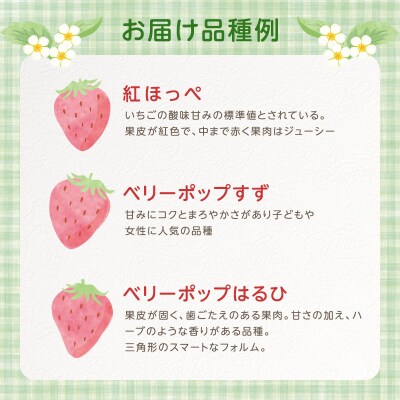いちご 2パック 兵庫県 加西市 [No5698-2211]