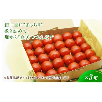 よしよし畑のあま～い トマト ( 中玉トマト ) 2.8kg ～ 3kg[No5698-1623]