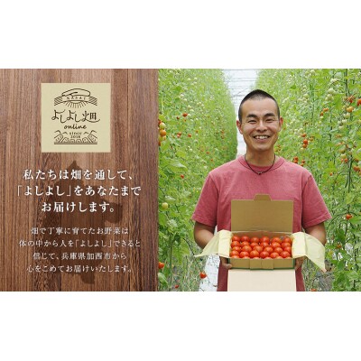 よしよし畑のあま～い トマト ( 中玉トマト ) 3.8kg ～ 4kg[No5698-1624]